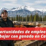 Trabajo con ganado en Canadá